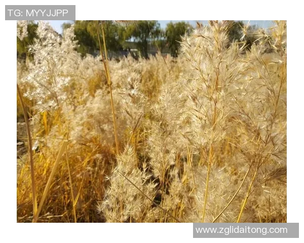 深度对话刘磊探讨篮球人生与职业生涯的点滴回忆与成长经历
